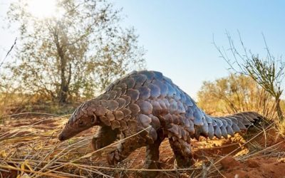 Please don’t blame the Pangolin…the World has Changed