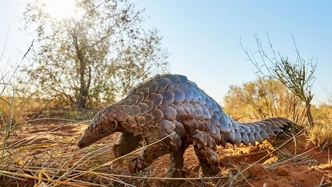 Please don’t blame the Pangolin…the World has Changed